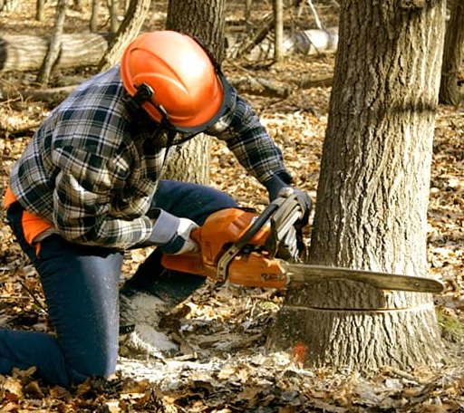 Tree Removal in Rome, MS